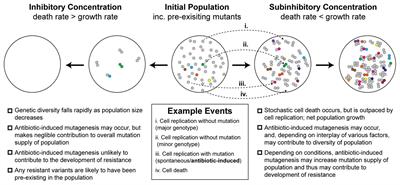 Antibiotic-Induced Mutagenesis: Under the Microscope